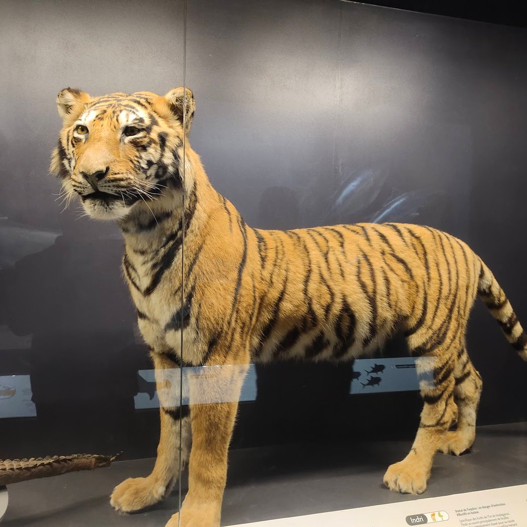 Natural History Museum 1